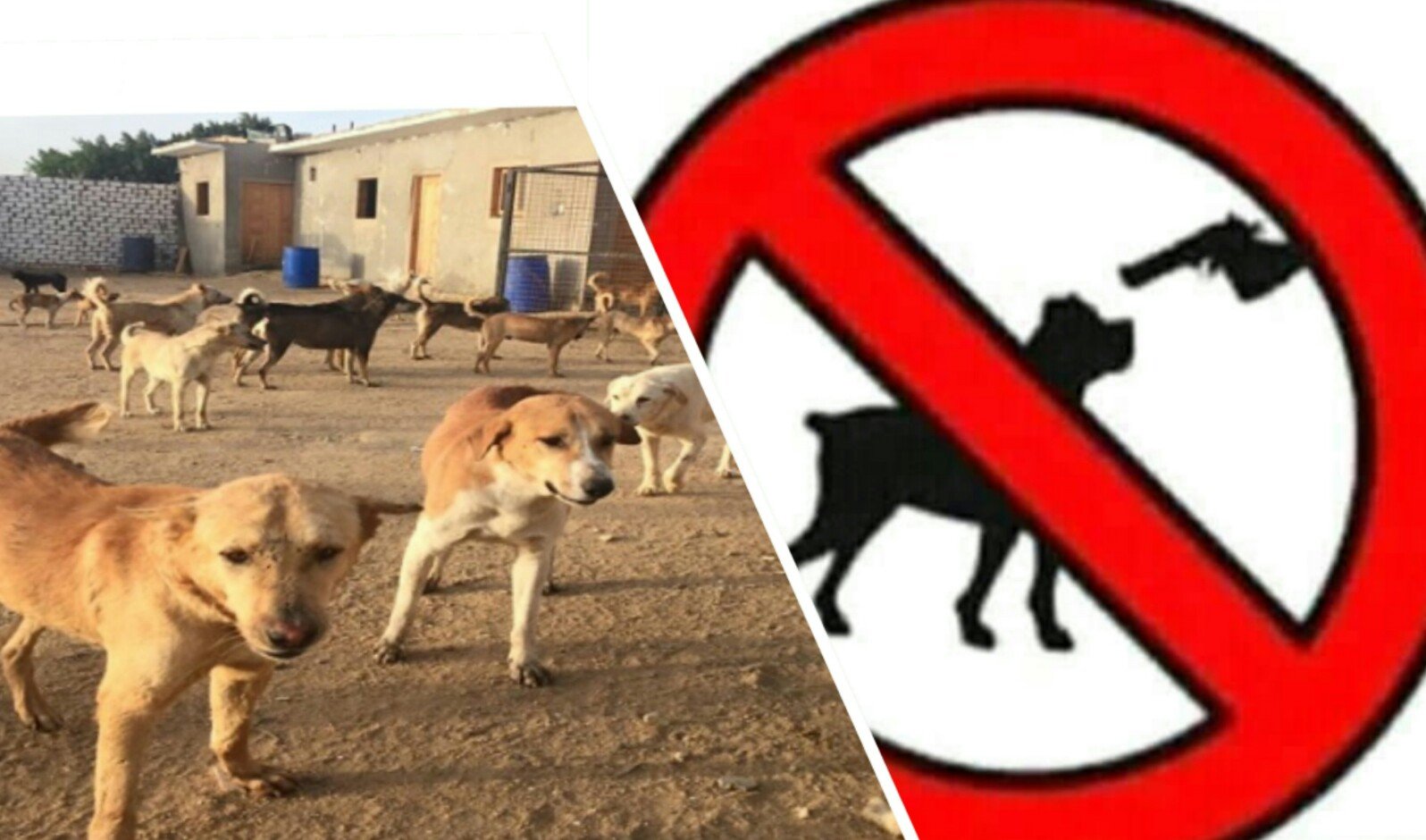 لفتيت ينتصر للكلاب الضالة و يمنع رؤساء الجماعات قتلها بالمواد السامة و الرصاص