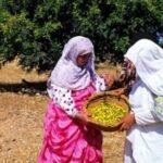 39 سنة سجنا نافذا في حق رئيس جماعة الجديدة السابق و من معه