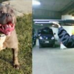 الكلاب الشرسة في مرمى المديرية العامة للأمن الوطني