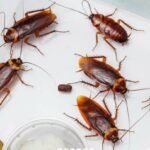 اخر حصيلة تسجل 1402 إصابة جديدة بفيروس كورونا و 19 وفاة بالمغرب