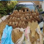 بالصويرة الدرك الملكي و الديستي ينجحان في تفكيك ورشة سرية لصناعة قوارب الموت بمنطقة سيدي بطاش