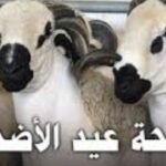 اخبار عن توالي الاستقالات وسط حزب الجرار بسبب وهبي