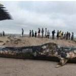 سلطات طنجة تحرر الملك العمومي من الباعة و المحتلين