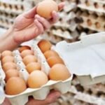 بوجدة ادانة جماعة الناضور بسبب ابادة الكلاب الضالة بالرصاص