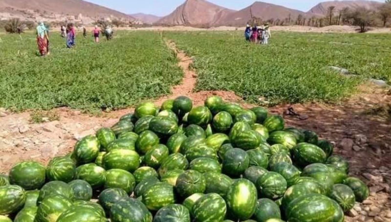 رسميا منع زراعة البطيخ بنوعيه بكلميم بقرار عاملي جديد