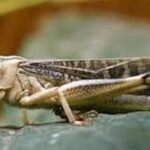 طبول لفتيت تقرع لعزل رؤساء بلديات ومستشارين متورطين في سوء التدبير