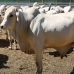 وزير الاوقاف بصدد هدم مراحيض مسجد الكتبية و تعويضها بأخرى تحت ارضية