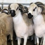 عضو من حزب الكتاب يعقب على تسقيف سن الحصول على المنح الجامعية