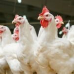 القاضي طرشي يبطل دراجة محضر الفرقة الوطنية و يرفض السراح المؤقت لطبيب التجميل