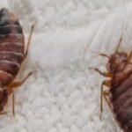 صندوق CNSS يضع نظاما لا ماديا لمراقبة حياة مؤمنيه