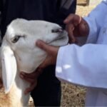 لفتيت يطالب من رؤساء الجهات بعدم إرسال ملفاتهم إلى مكتبه.