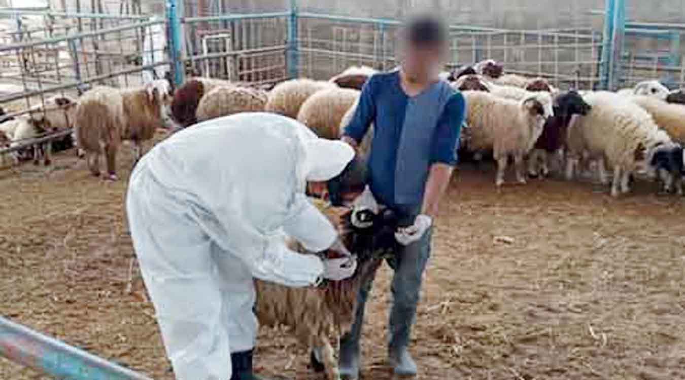 مخاوف “الكسابة” من تفشي مرض “غريب” بين الماشية