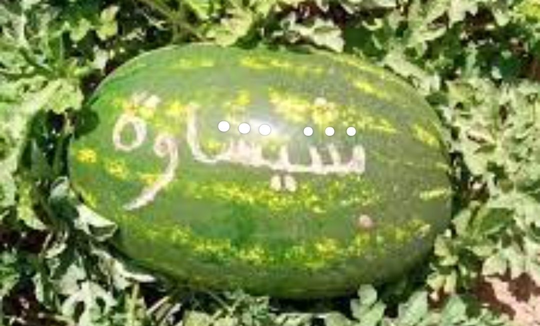 عامل شيشاوة يرسم خارطة طريق زراعة البطيخ و الحفاظ على المياه