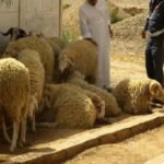 الكرة الذهبية الأفريقية تجوب عددا من مآثر مدينة مراكش