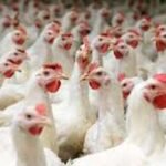 خلاف بين مهاجرين افريقيين من جنوب الصحراء ينتهي بمصرع احدهما