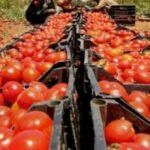 العاهل الاردني يهاتف المدرب عموتة و يهنئه على الانجاز الكروي