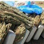 قرار قضاء الرباط يمنع تأسيس حزب “تامونت للحريات”