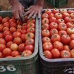 ايام قليلة على انطلاقه اصطدام حافلة الباصواي بسيارة خفيفة يخلف خسائر مادية بليغة