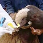 درك الجديدة يستعمل الرصاص الحي لتخليص فتاة من قبضة جانح هائج