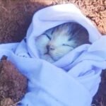 جلالة الملك يصدر عفو ملكي لفائدة 2097 شخصا بمناسبة عيد الفطر