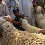 منع تصدير البصل وراء انخفاض أسعاره بالسوق المغربي