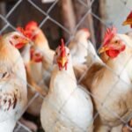 إجهاض عملية تهريب كميات كبيرة من الأسماك باقليم العيون