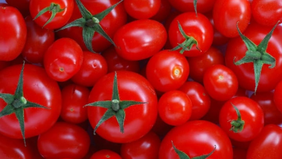 رغم سياسة التقشف المائي المغرب ثاني مصدر للطماطم باسبانيا