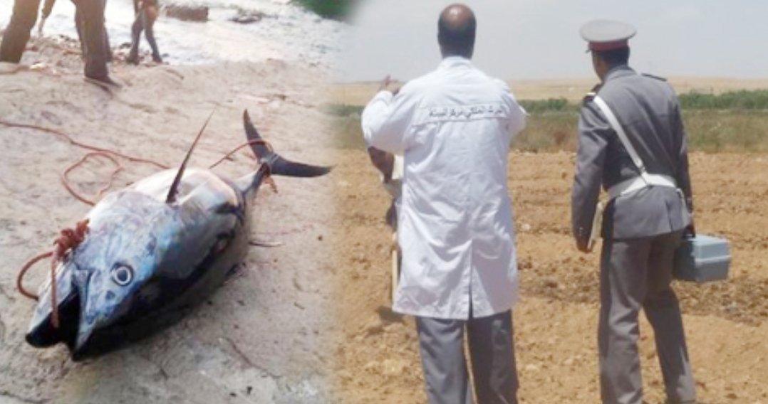 درك الجديدة يتصدى للصيد السري و يحجز حوالي 6 اطنان من سمك التونة الحمراء