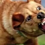 قضاء فاس يقضي بسنتين سجنا نافذا في حق موظف اختلس 1924 قنطارا من الشعير المدعم