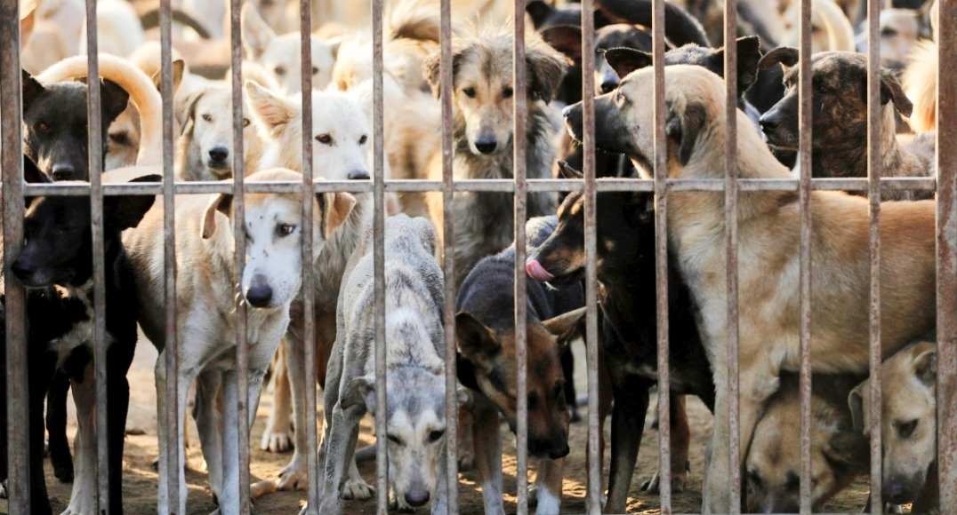 اجنبية تسقط تحت عجلات شاحنة و تمنعها من حجز مجموعة من الكلاب الضالة باورير