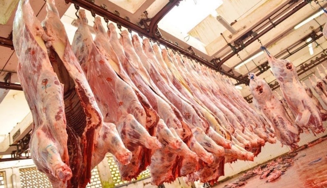 هذه خطة الحكومة لمواجهة غلاء أسعار اللحوم الحمراء