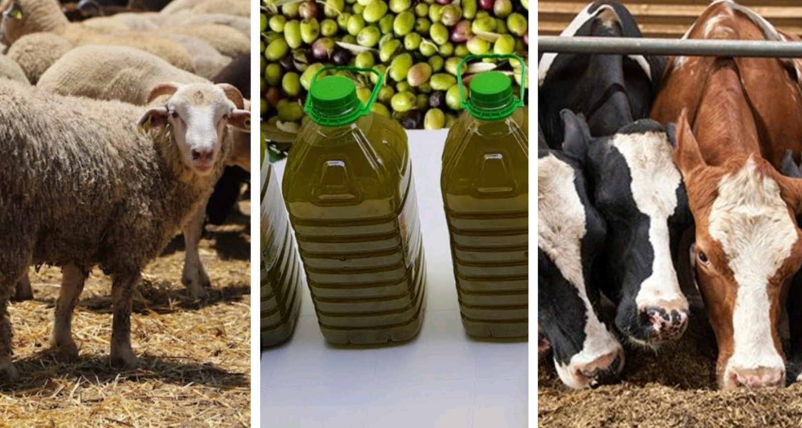 الغاء رسوم الاستيراد على الأبقار والأغنام وزيت الزيتون بقرار من الحكومة