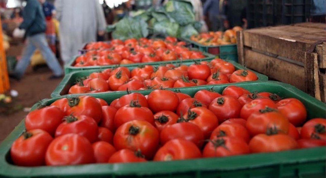 عودة ارتفاع اسعار الطماطم بسوق الجملة بالدارالبيضاء