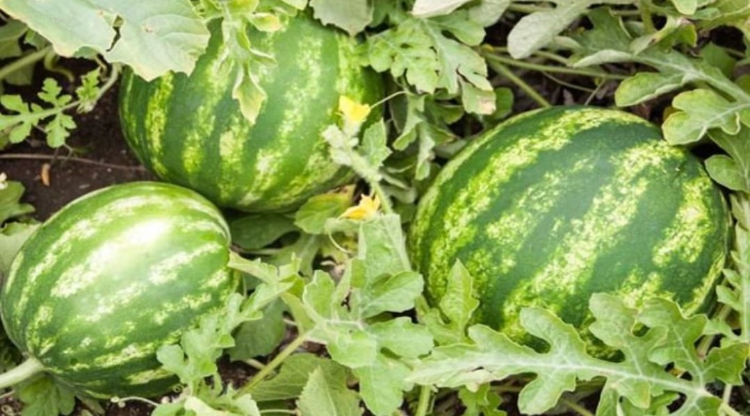 قرار جديد يتعلق بمنع زراعة الدلاح بعمالة تنغير حتى إشعار آخر