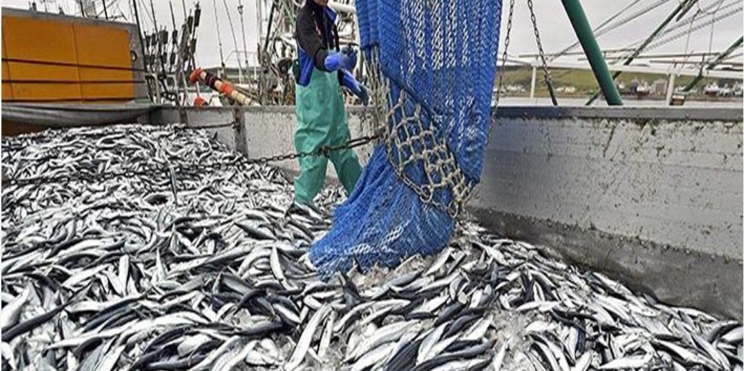 زكية الدريوش:قطاع الصيد البحري بالمغرب يحقق رقم معاملات تصديري ناهز 3.1 مليار دولار خلال سنة 2023