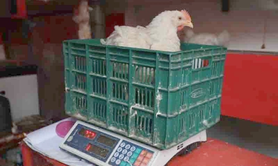 ارتفاعاً كبيرا في أسعار اللحوم البيضاء بالاسواق المغربية