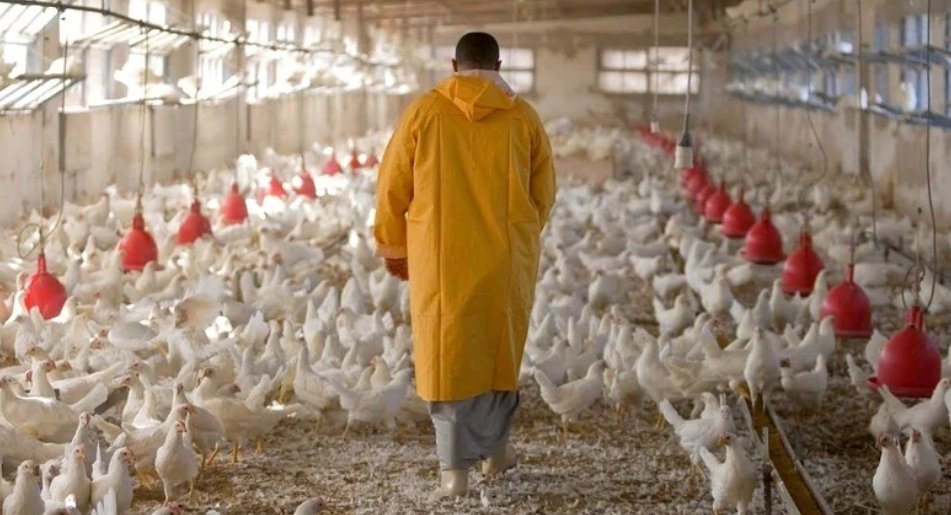 مجلس المنافسة المغربي يكشف عن تحديات هيكلية تواجه قطاع تربية الدواجن