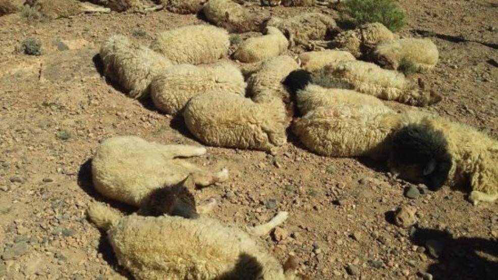 برلمانية تساءل الوزير عن سبب نفوق عدد من رؤوس الأغنام والماعز، بسبب مرض «غامض»