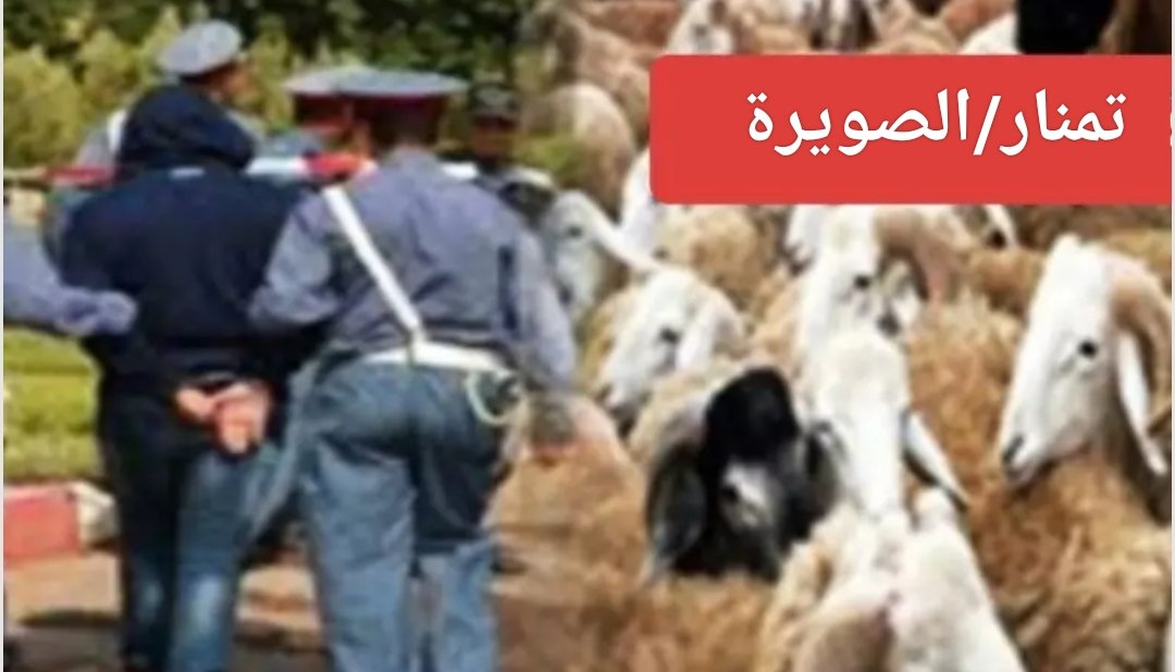 درك تمنار بإقليم الصويرة يعتقل العقل المدبر لمحاولة سرقة المواشي بدوار تعكارت