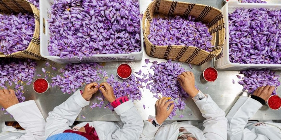 المغرب يمنع اغراق السوق الوطنية بالزعفران القادم من إيران وباكستان وبلدان أخرى
