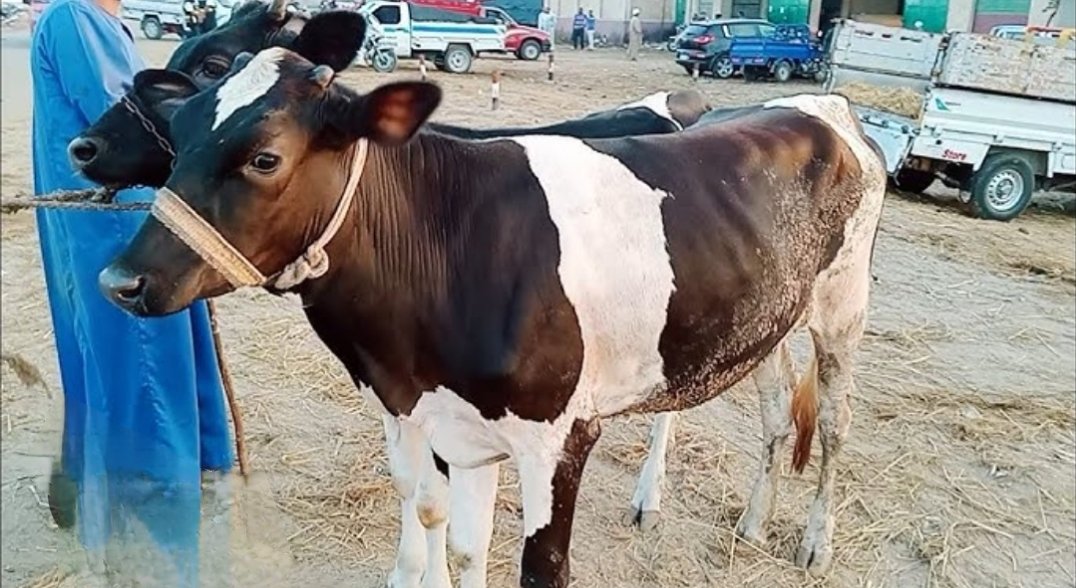 تراجع عدد قطعان الماشية، وزير الفلاحة يعلن أن الحكومة أفرزت عددا من الإجراءات لمواجهة هذا الوضع