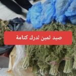 إجراءات تسهيل وتبسيط نظام السفر للدراسة في الخارج.