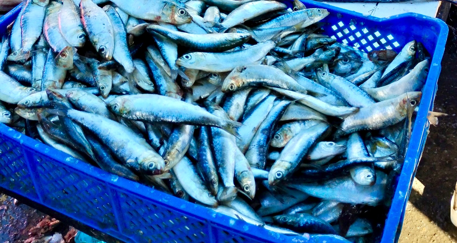 اسعار سمك السردين المرتفعة تلهب جيوب المواطنين