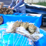 محكمة الاستئناف بالدار البيضاء تفتح ملف محاكمة المتهمين في ”جريمة مقهى لاكريم”