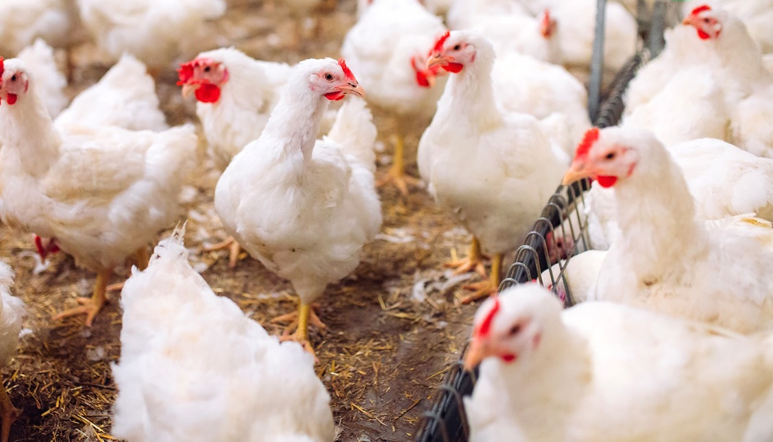 اسعار الدجاج تتراجع في محلات البيع بالتقسيط