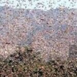 الOCP يُعلن عن استثمار للرفع من إنتاج الفوسفاط بإحداث قطبين منجميين مزيندة ومسقالة بجهة مراكش