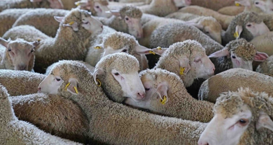 بعد الغاء عيد الاضحى الحكومة تتجه لالغاء دعم 500 درهم على الخرفان المستوردة