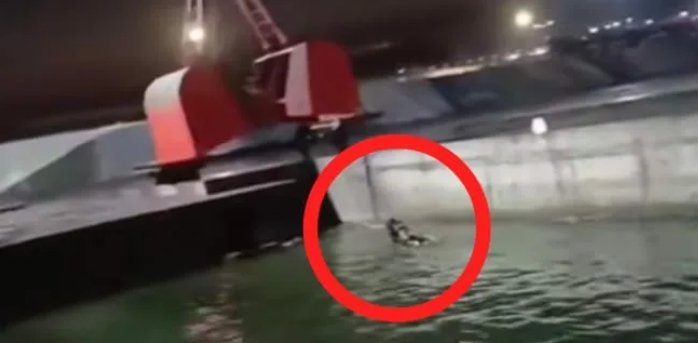 فوضى بميناء أكادير بسبب فرار ابقار يحتمل انها مستوردة