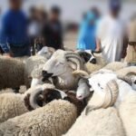 تكريم السيد محمد اضرضور المدير السابق لاكاديمية التربية بجهة الرباط