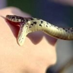 إحالة نائب الوكيل العام للملك بفاس على أنظار قاضي التحقيق